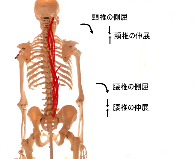 最長筋の働き