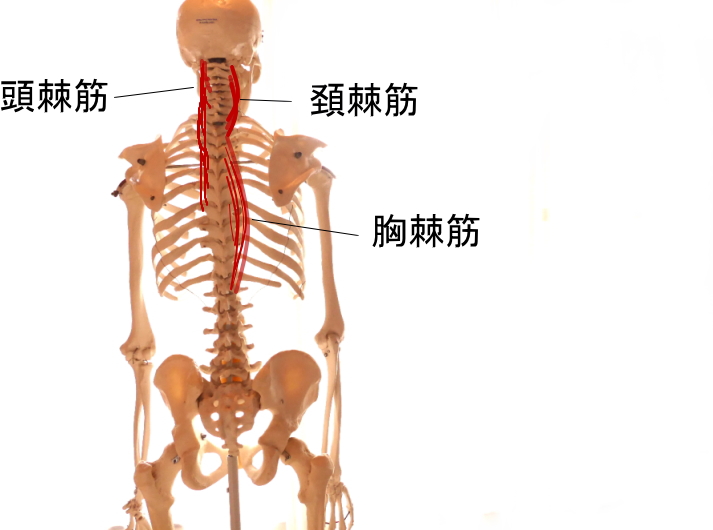 脊柱起立筋を構成する棘筋