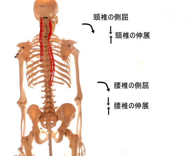 棘筋の働き