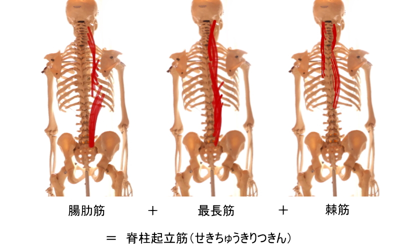 脊柱起立筋