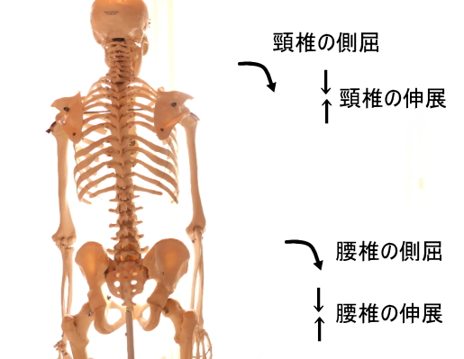 脊柱起立筋の働き