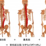 首を動かす背筋