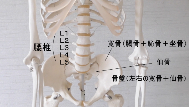 腰方形筋の付着する骨格