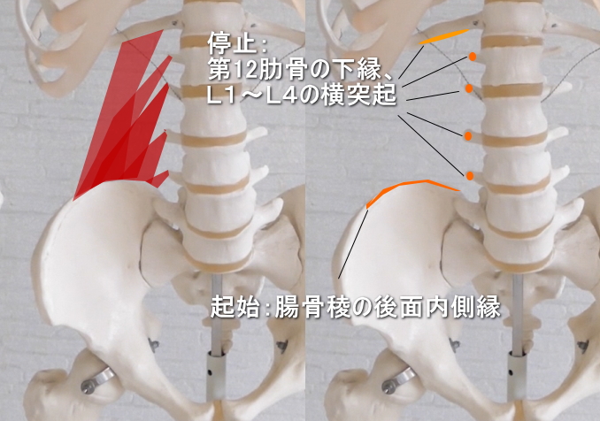 腰方形筋の起始と停止