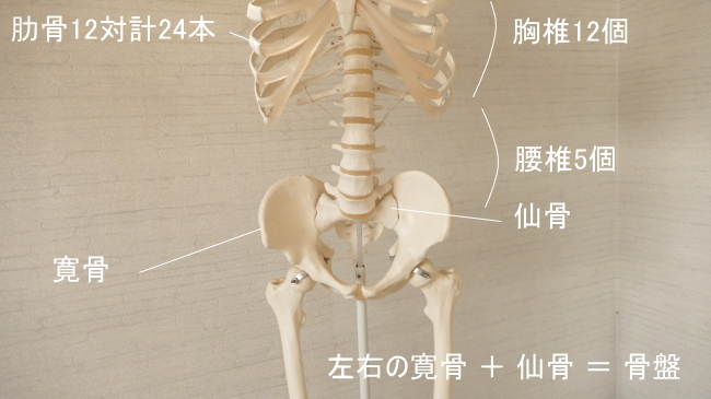 内腹斜筋の付着する骨格