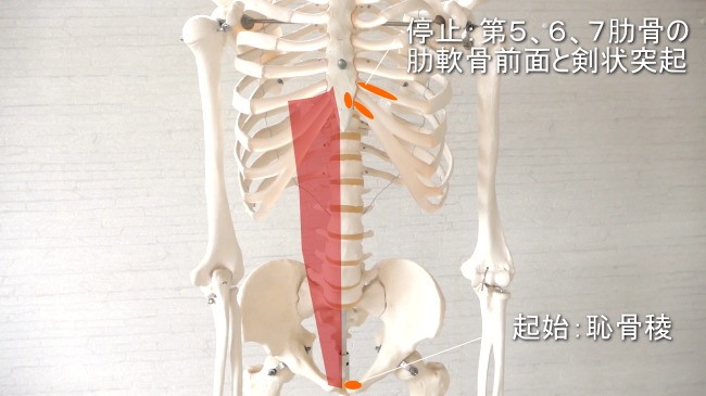 腹直筋の起始と停止