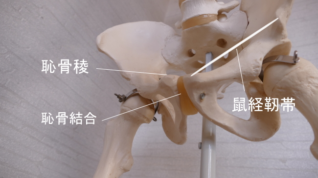 腹直筋の起始、恥骨