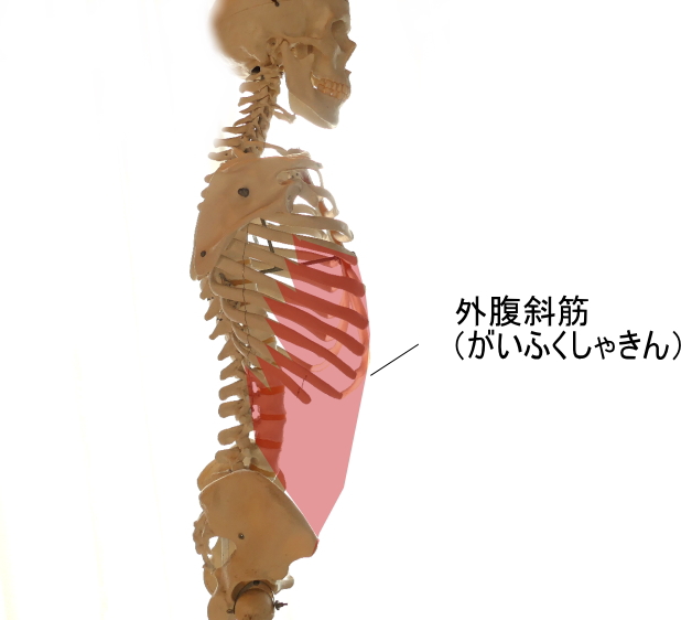 外腹斜筋の起始と停止