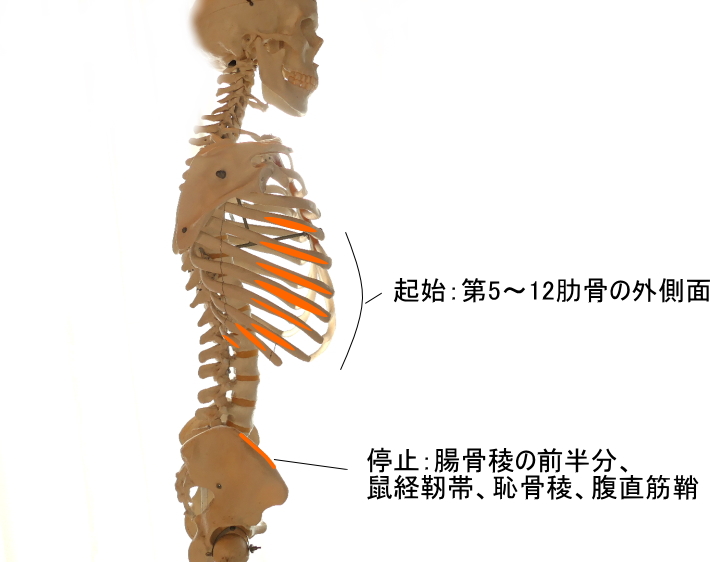 外腹斜筋の起始と停止