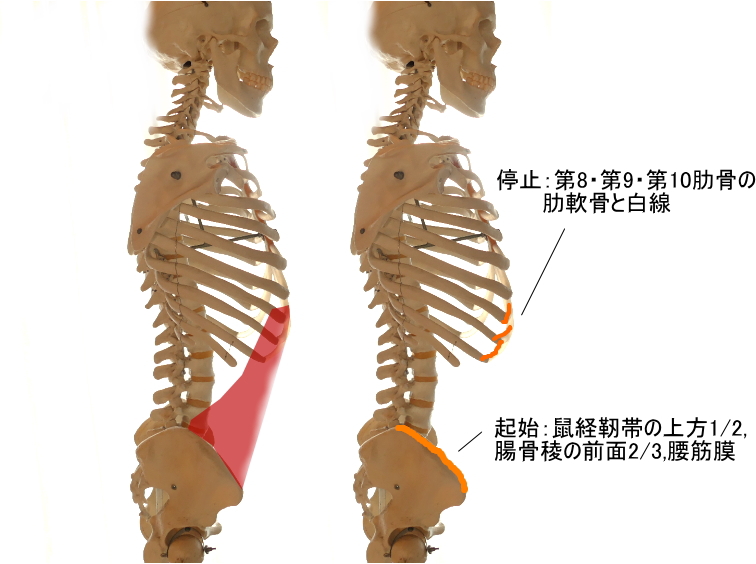 内腹斜筋の起始と停止