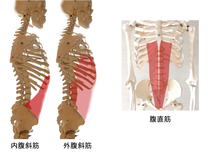 トレーニング初心者がまず鍛えてほしいところ、腹筋