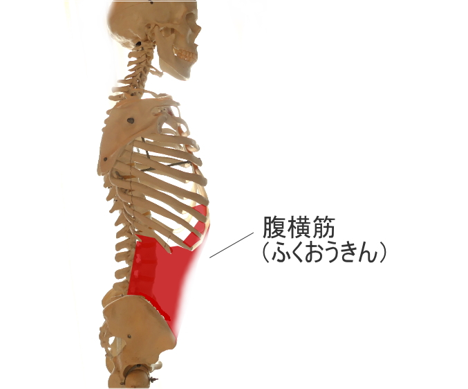 腹横筋