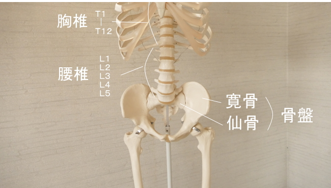 腹筋が付着する骨格