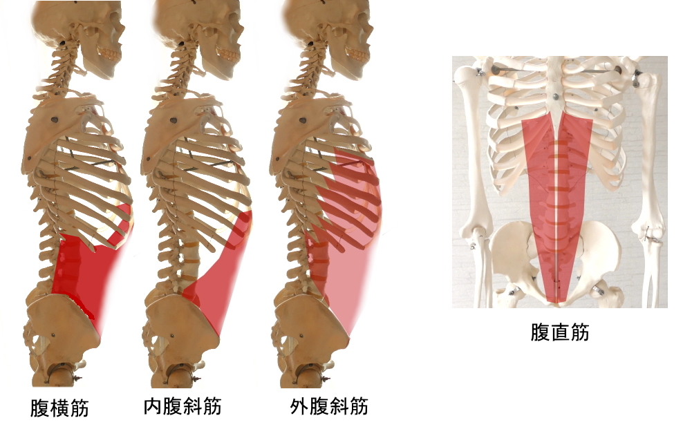 主な4つの腹筋