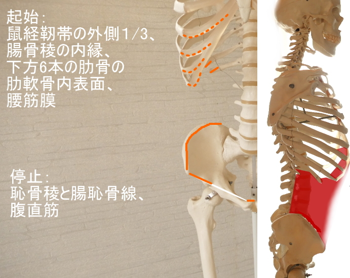 腹横筋の起始と停止