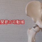 股関節の可動域