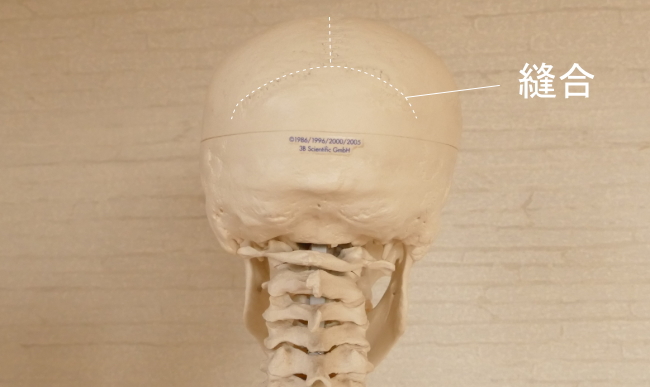 動かない頭蓋骨の縫合