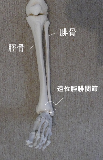 ほとんど動かない関節