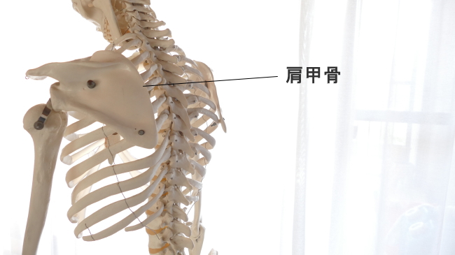 骨の種類、扁平骨。