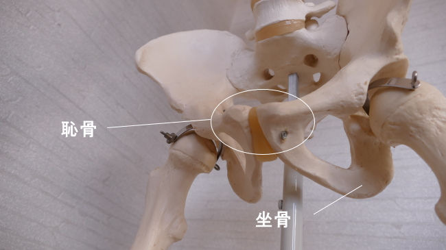 恥骨、坐骨などは不規則骨に分類されます。