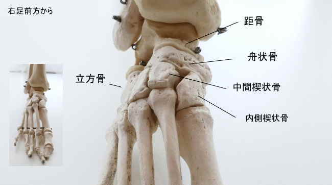 短骨の分類される足根骨