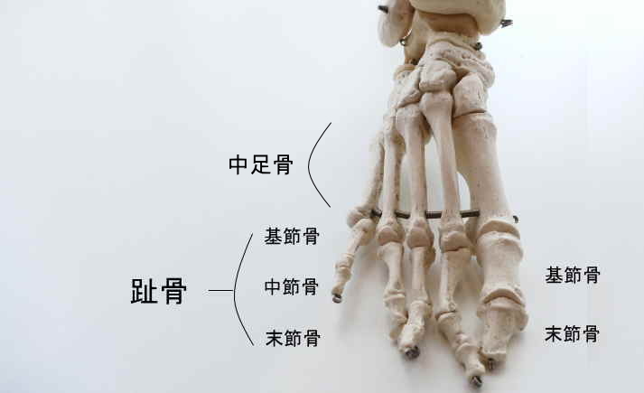 前足部の骨
