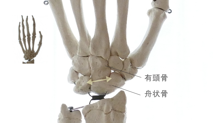 滑走関節の動き