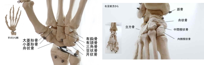 手足の滑走関節