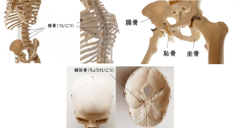 不規則形骨